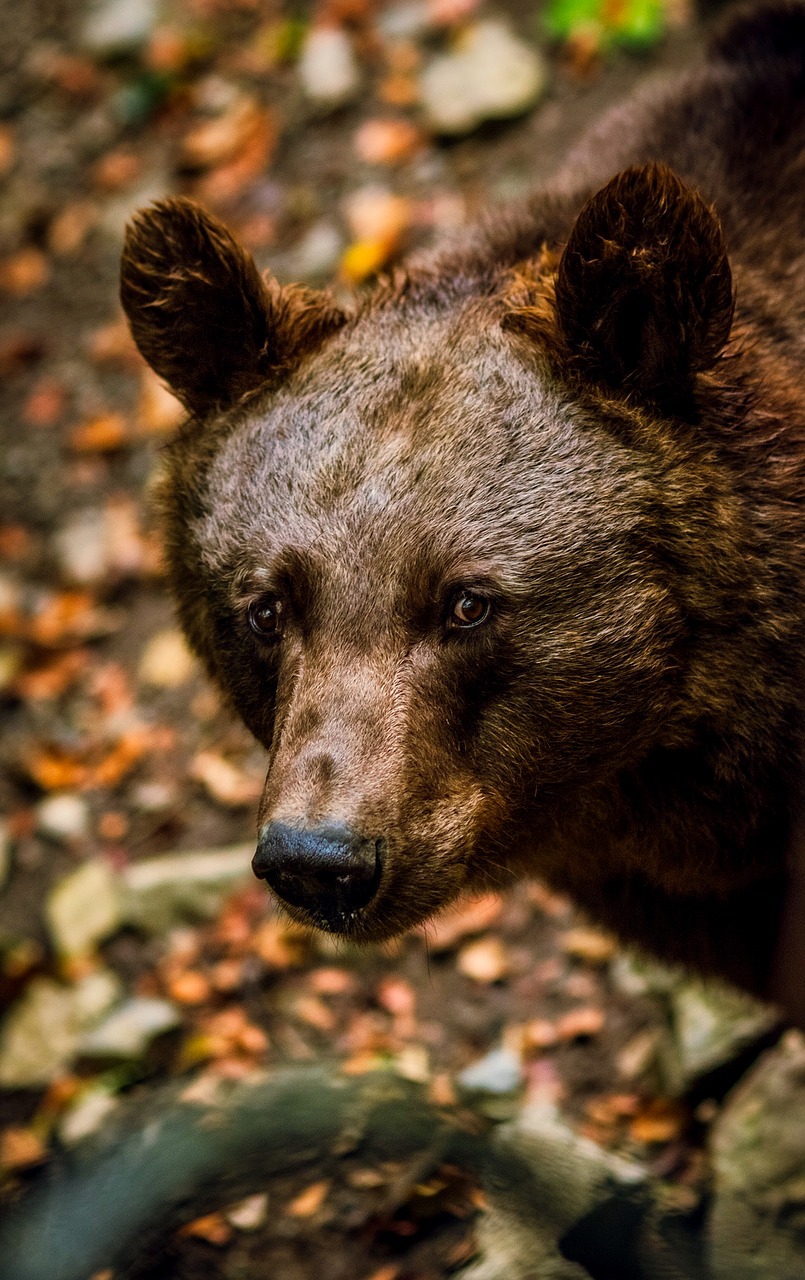 black bear animal wildlife free photo