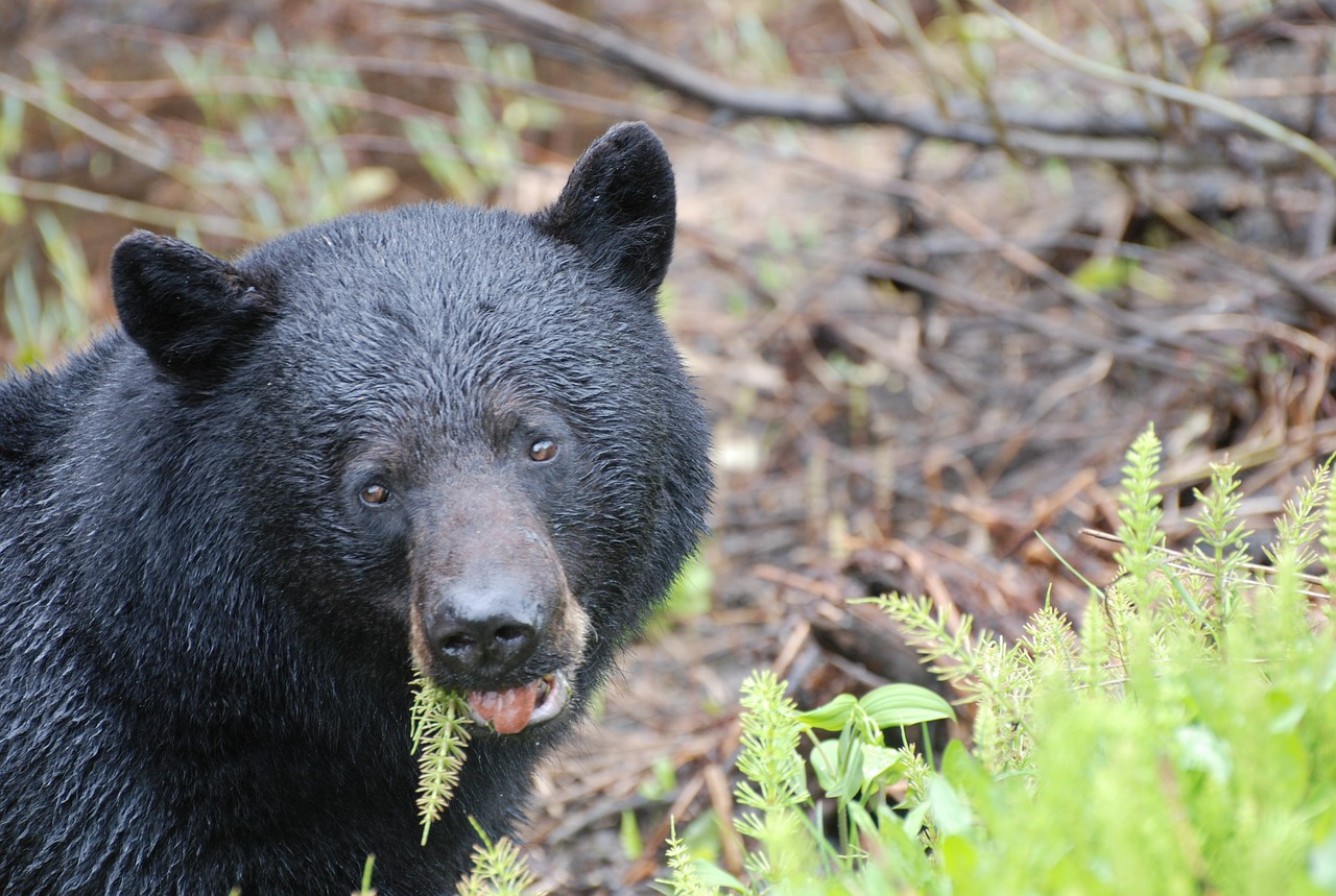 black bear animals head free photo