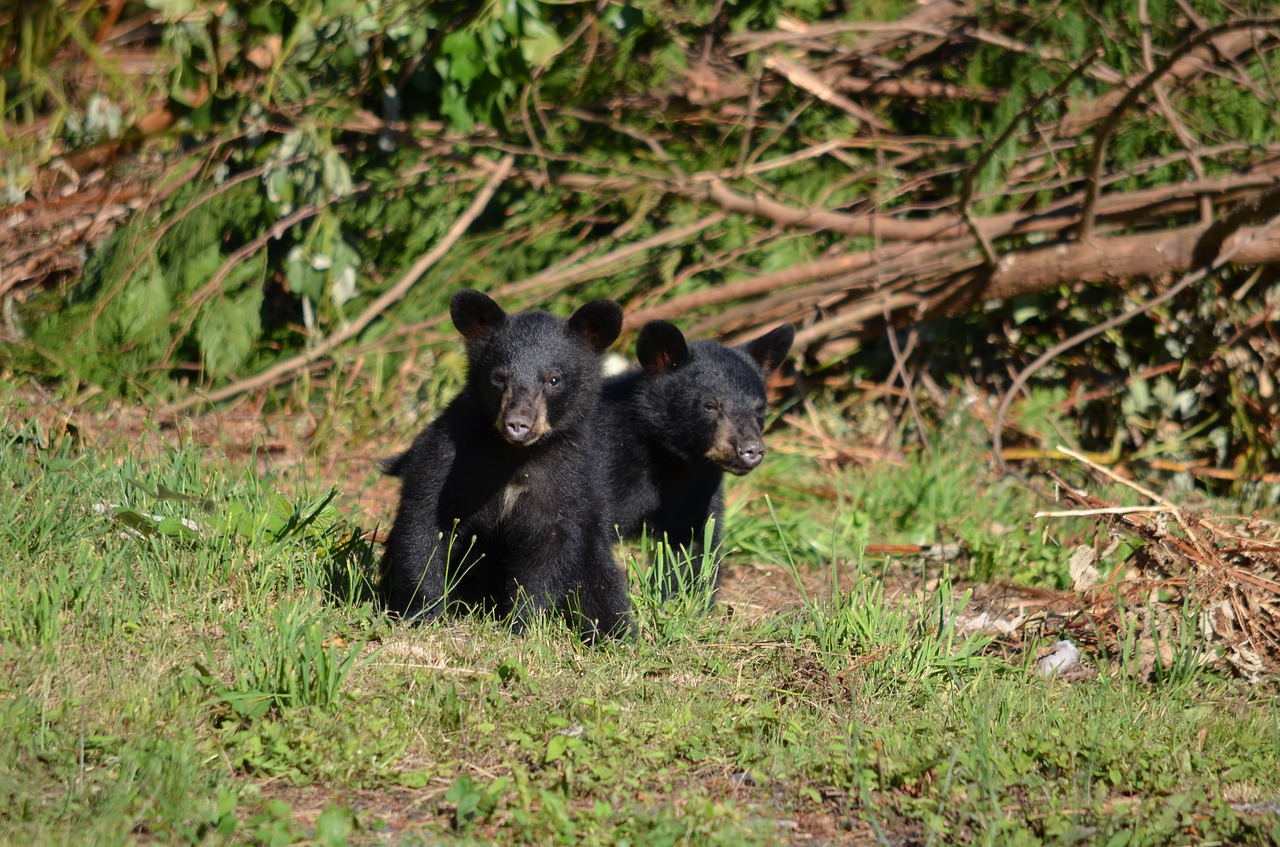 black bear bear cubs free photo