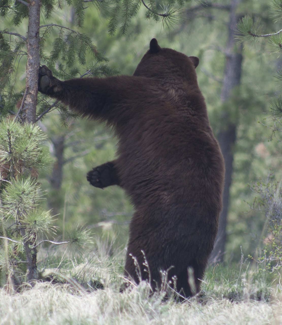 black bear  nature  wildlife free photo