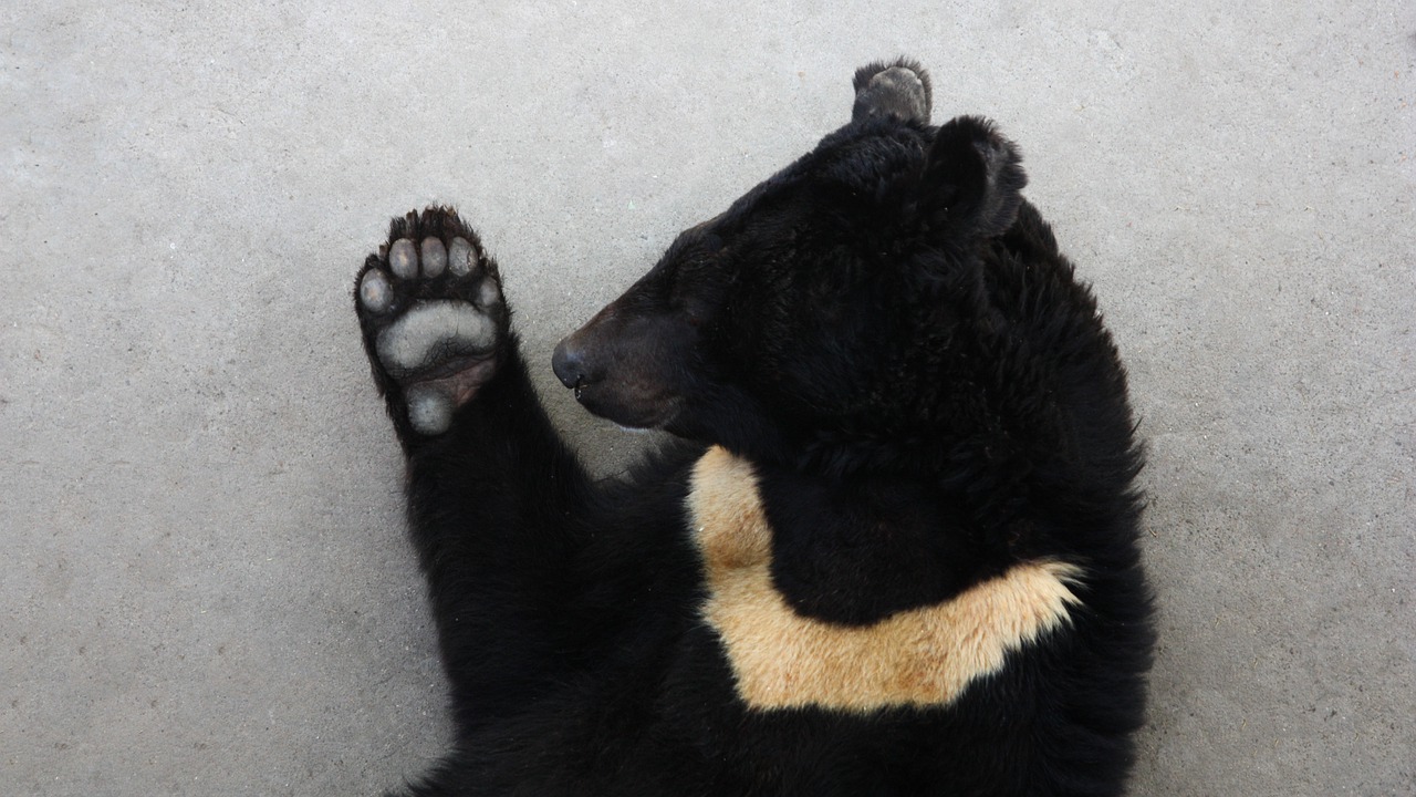 black bear  asian black bear  on the bear free photo