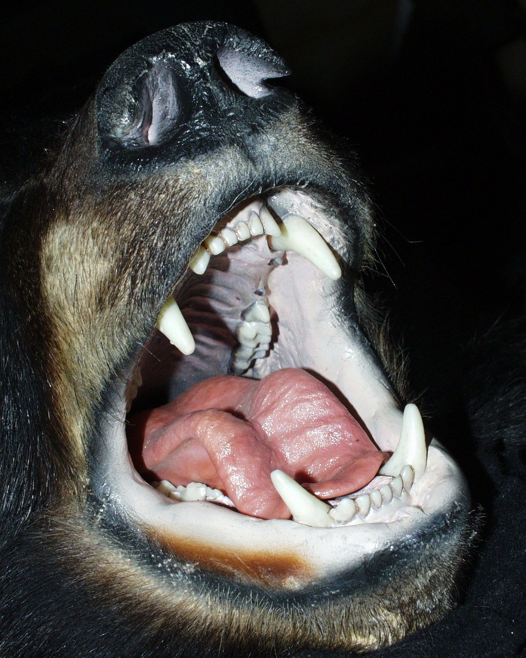 black bear mouth teeth free photo