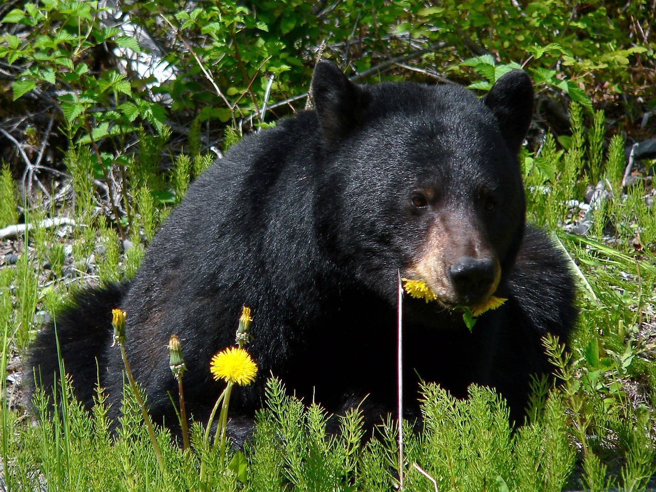 black bear eating dandelions free photo