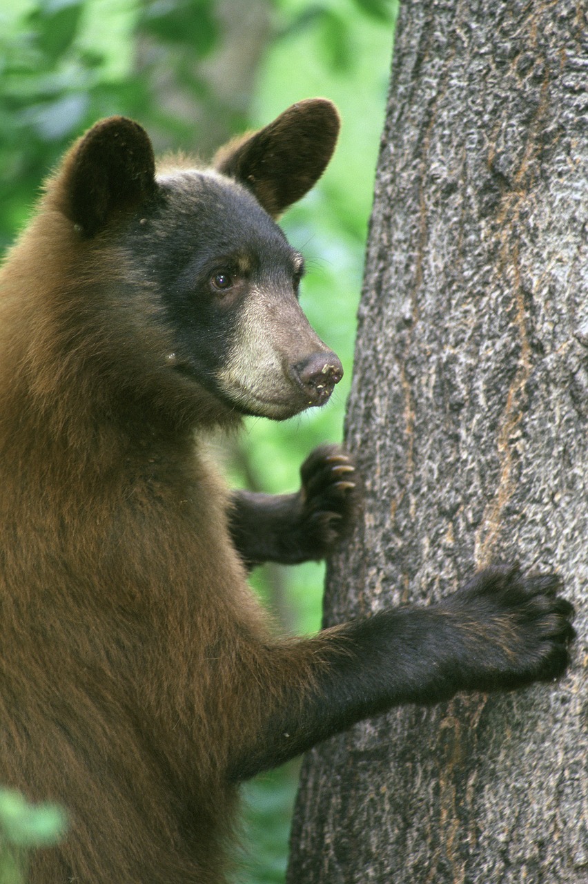 black bear animal tree free photo