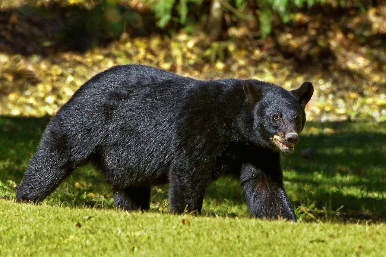 black bear bear louisiana free photo