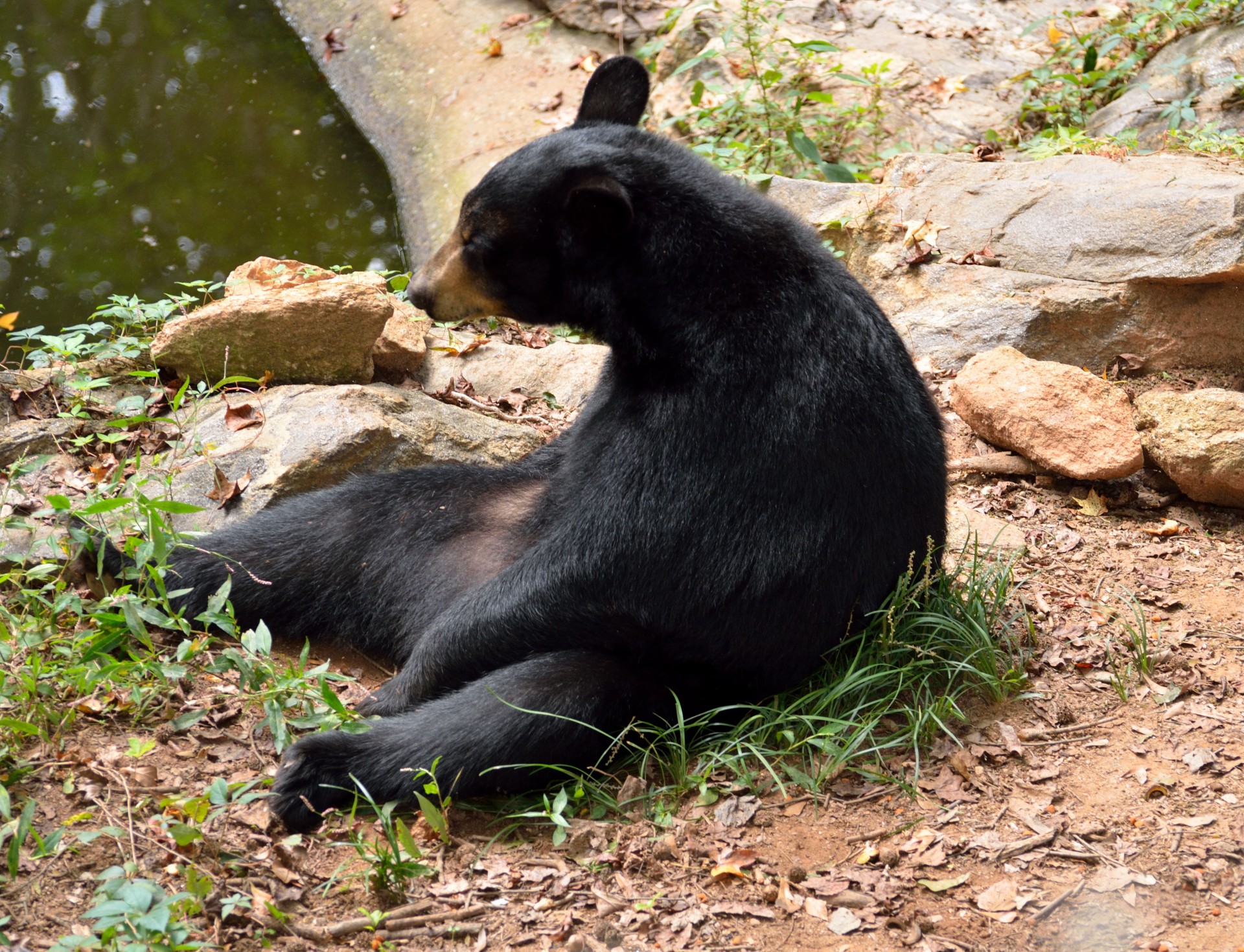 black bear black mammal free photo