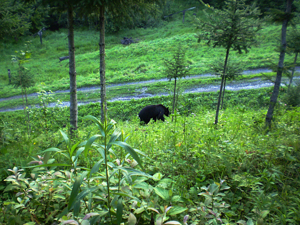 bear black black bear free photo