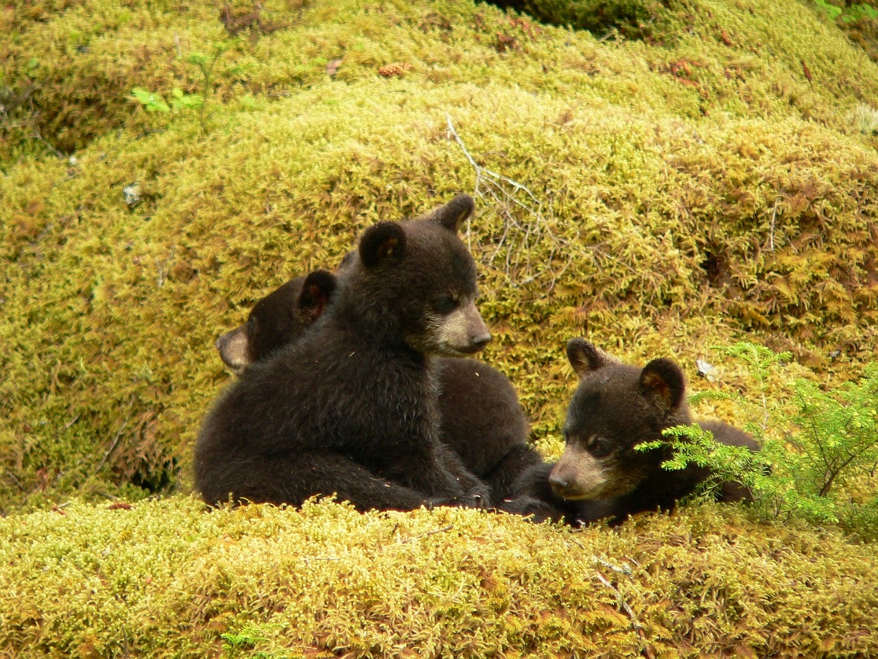 black bears cubs playing free photo