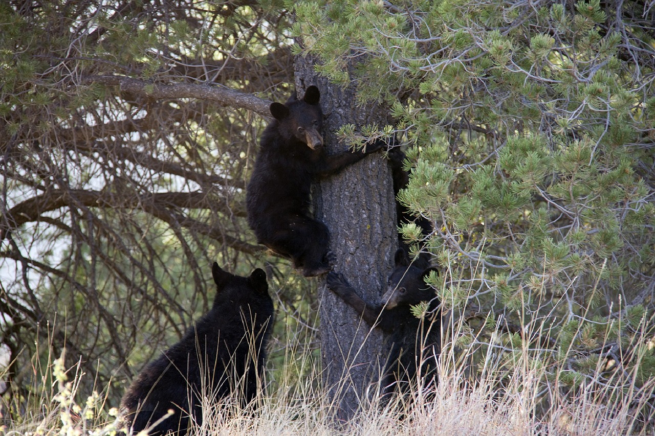 black bears cubs playing free photo