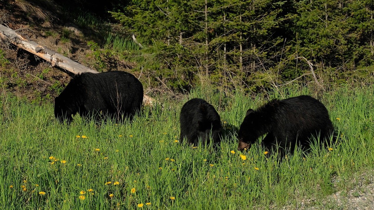 black bears canada rocky mountains free photo