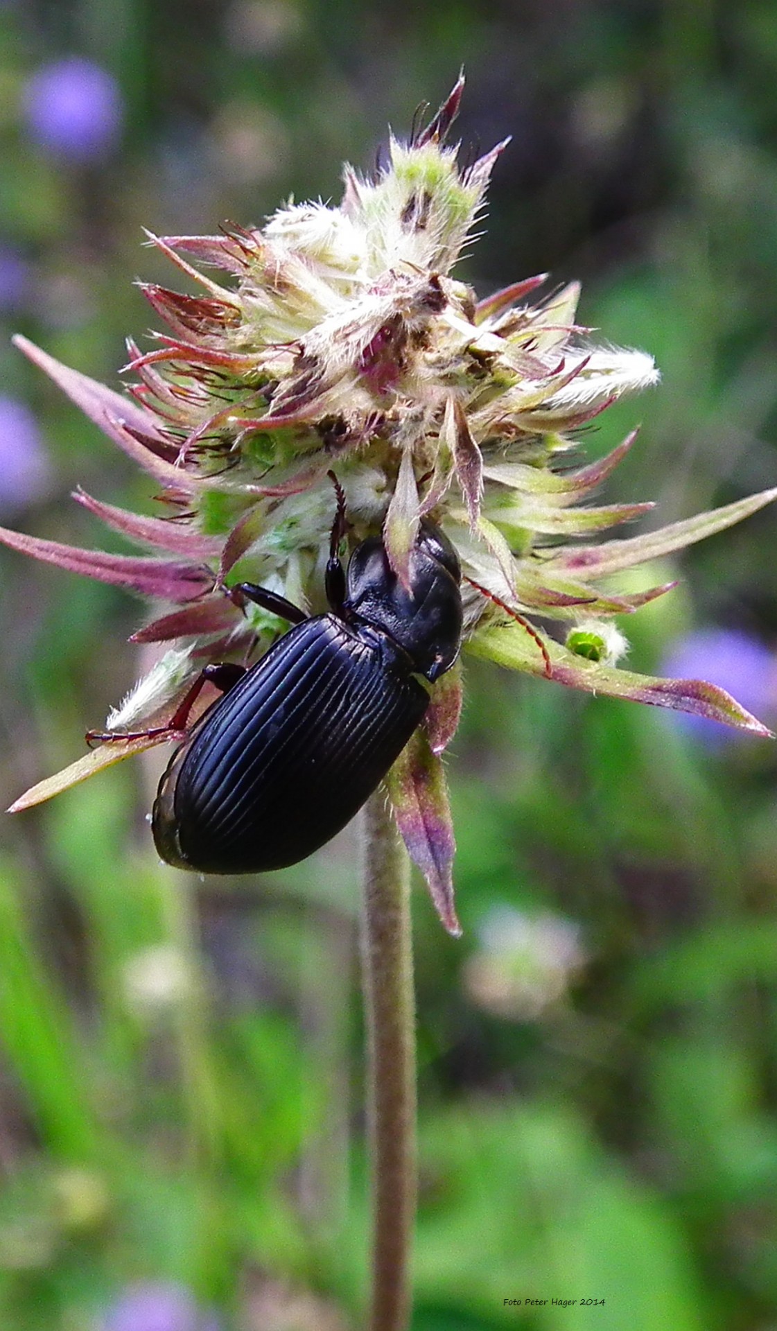 black beetle black beetle free photo