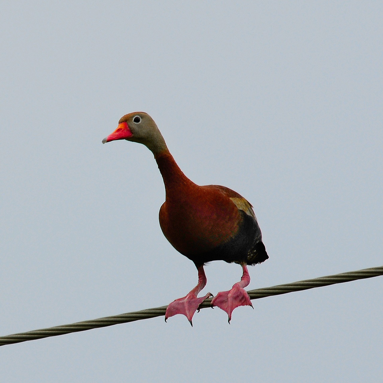 black bellied whistling duck nature wildlife free photo