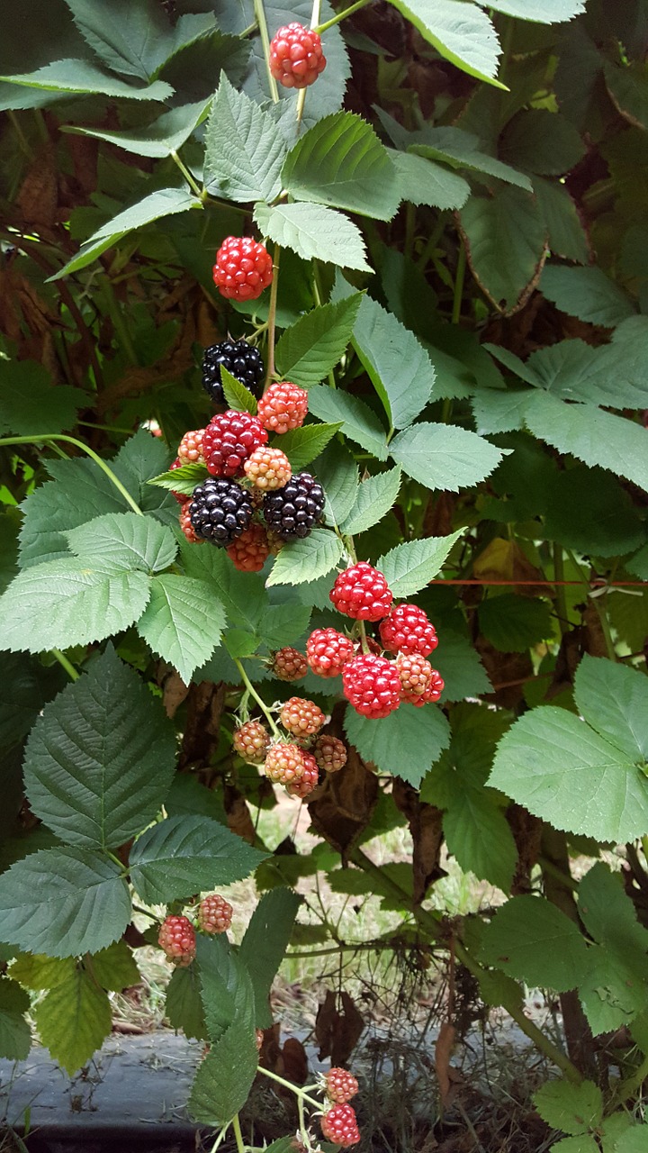 black berries berries healthy free photo