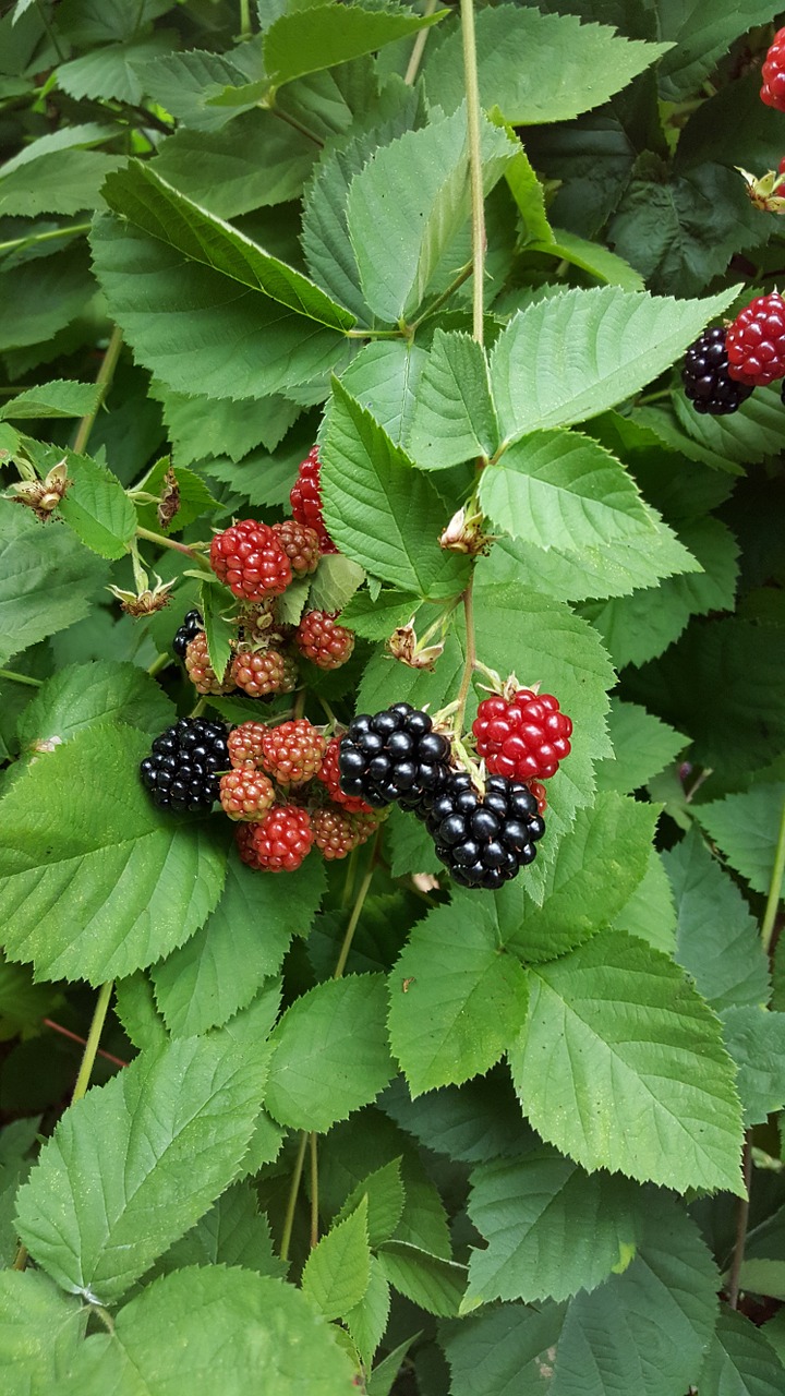 black berries berries fruit free photo