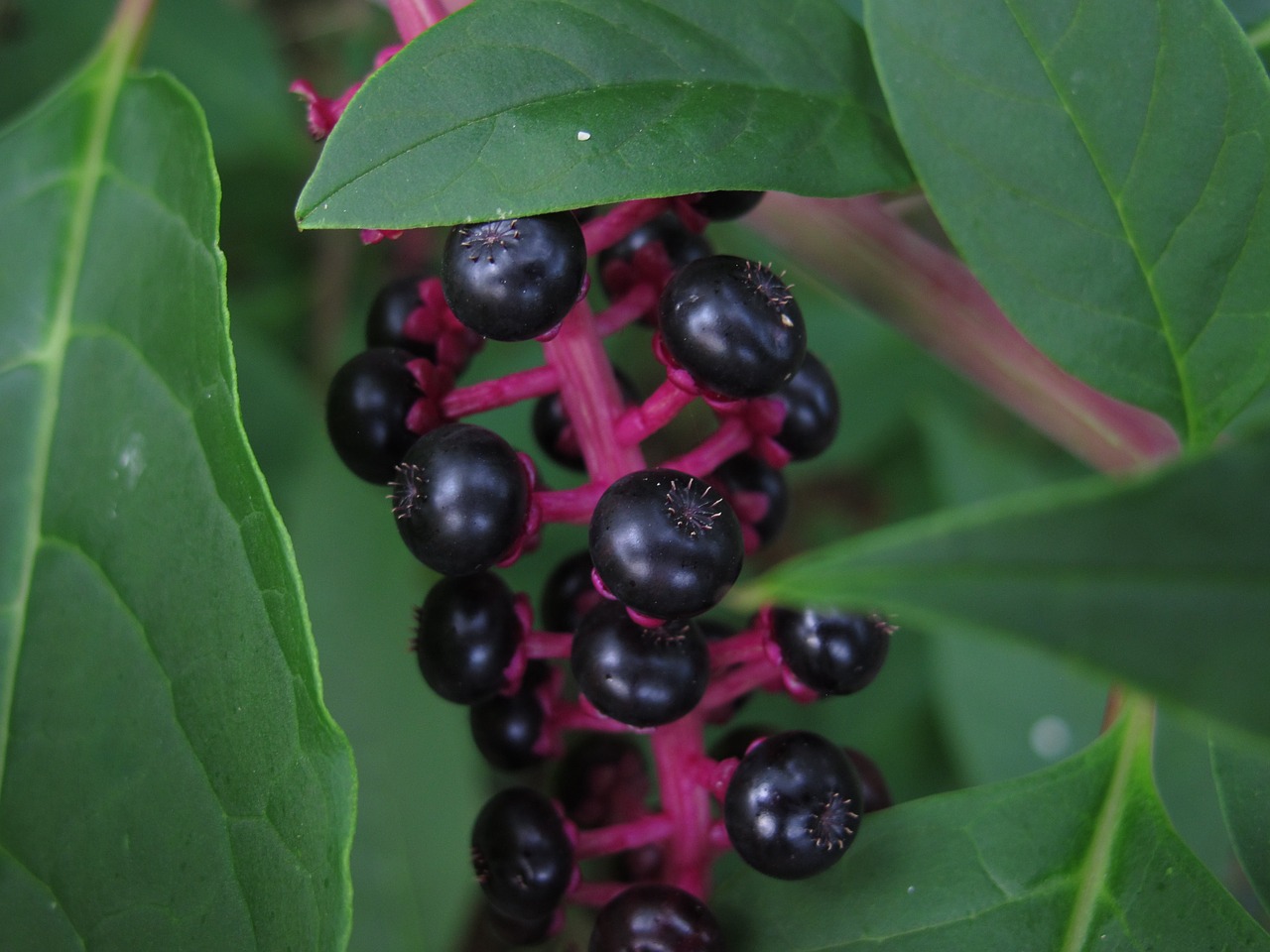 black berries bush black free photo