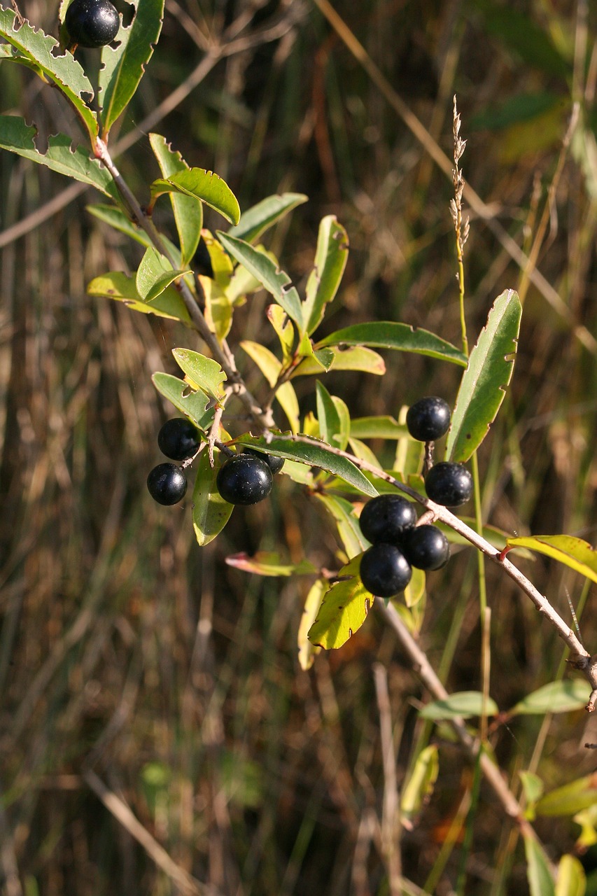 black berries macro berry free photo