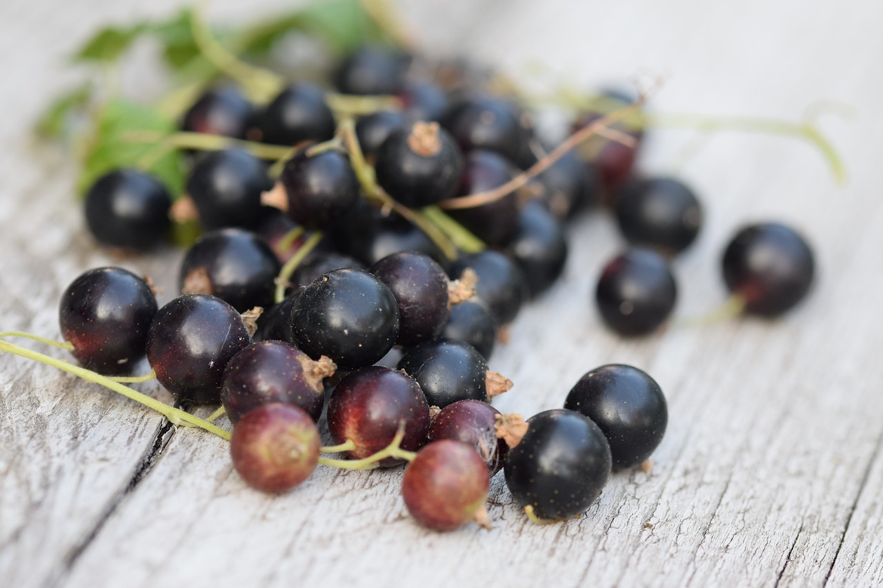 black berries  fruit  kitchen garden free photo