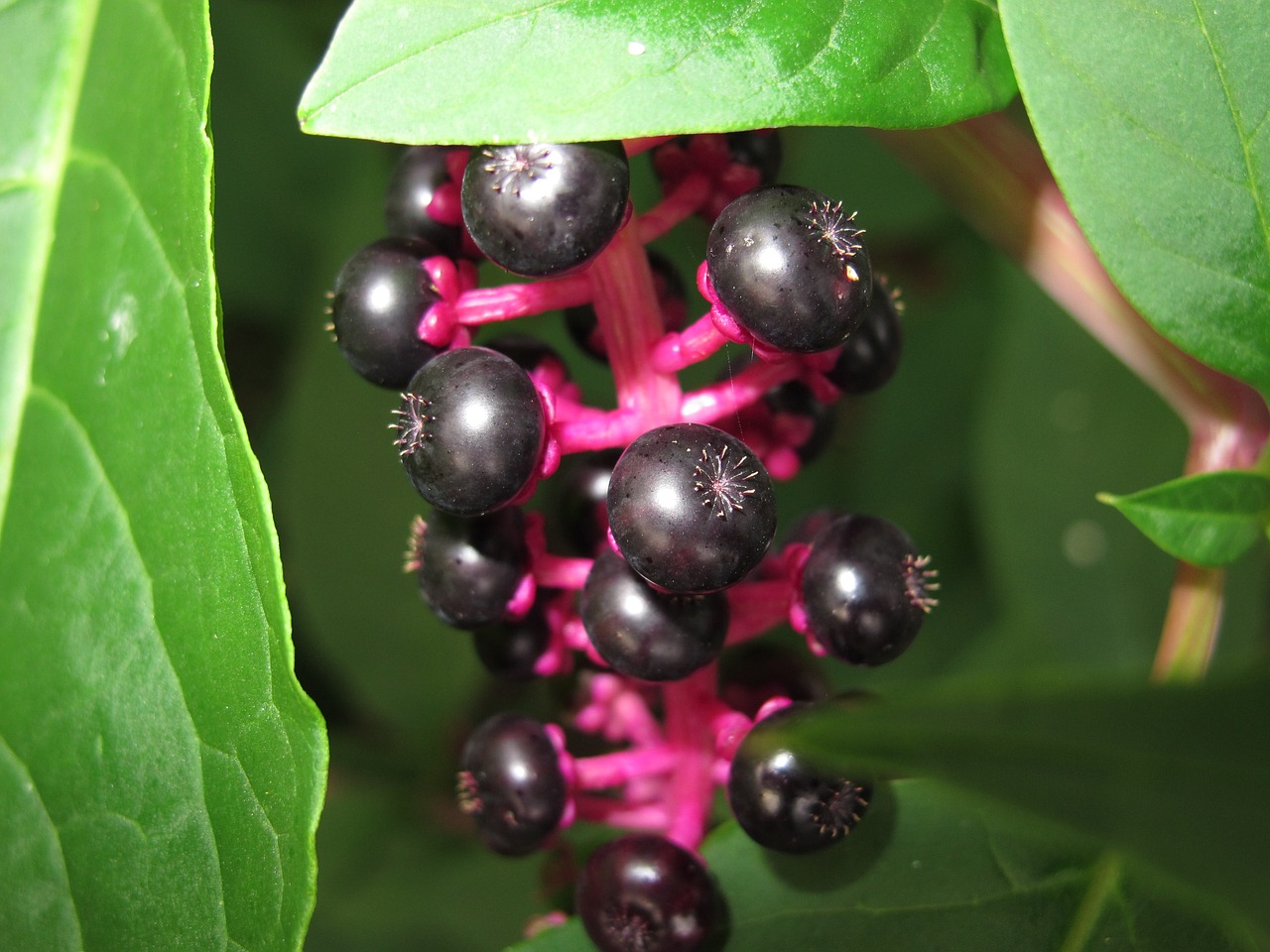 black berries bush green leaves free photo