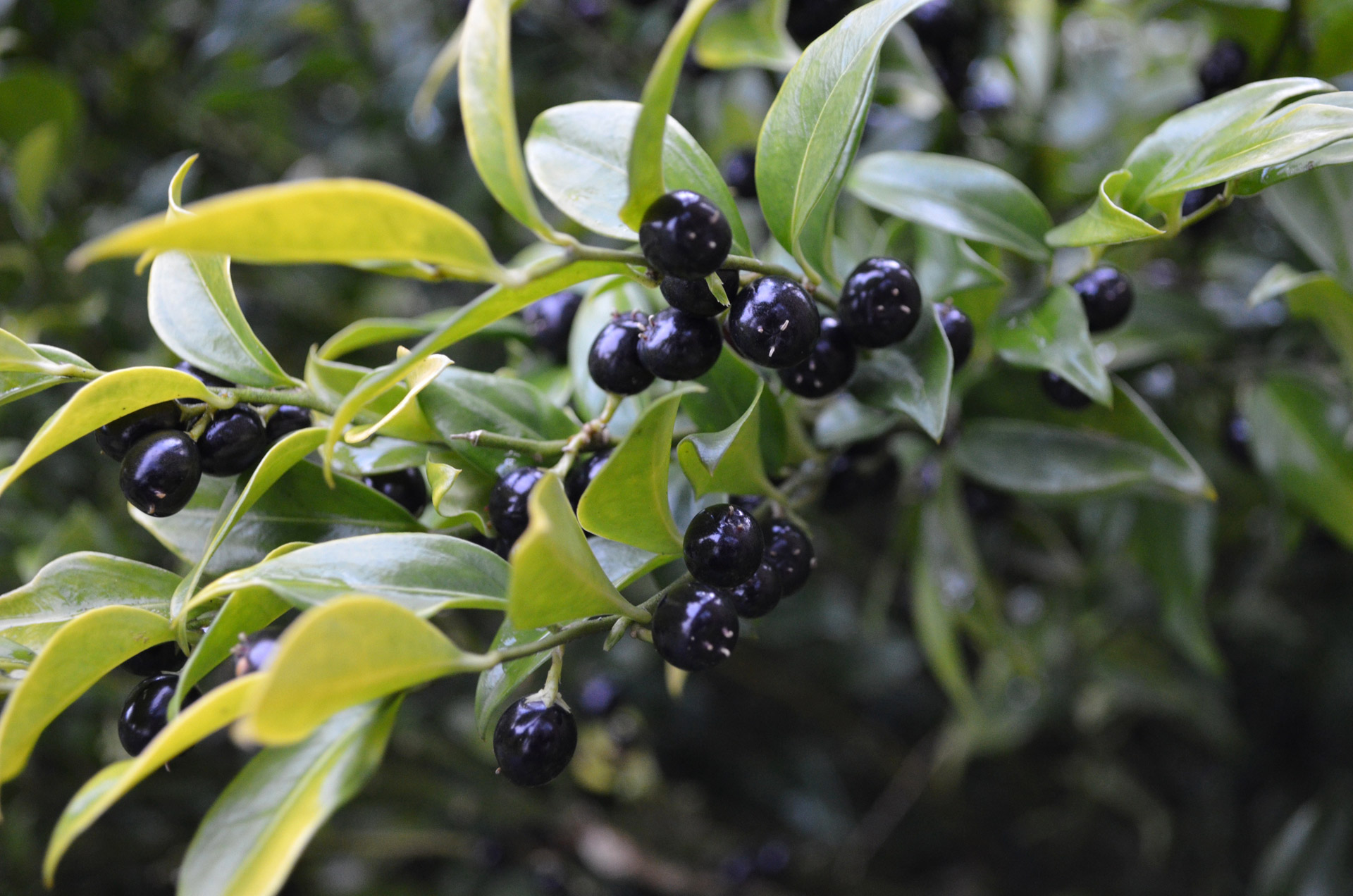 black berries decoration free photo