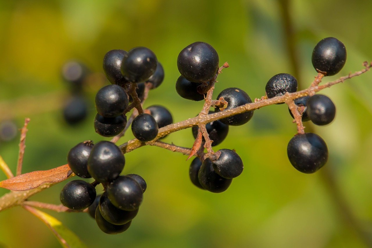 black berry berries autumn free photo