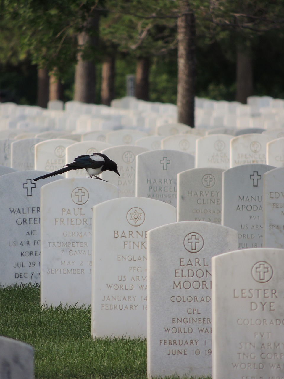 black-billed magpie magpie cemetery free photo