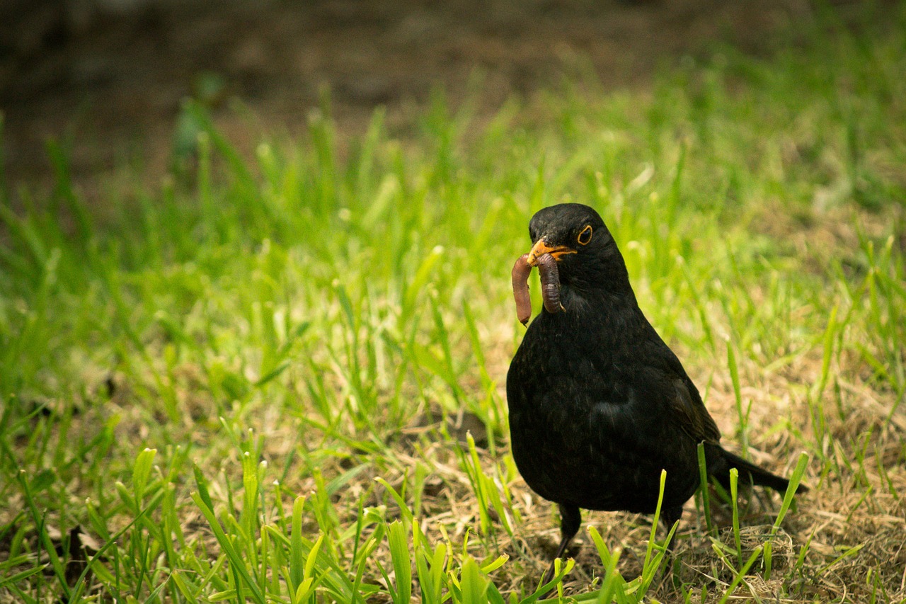 black bird worm bird free photo