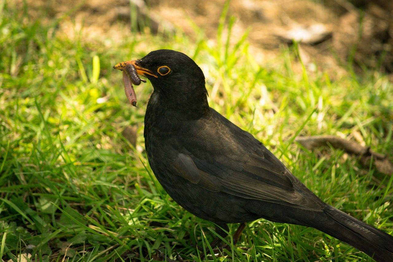 black bird worm eating free photo