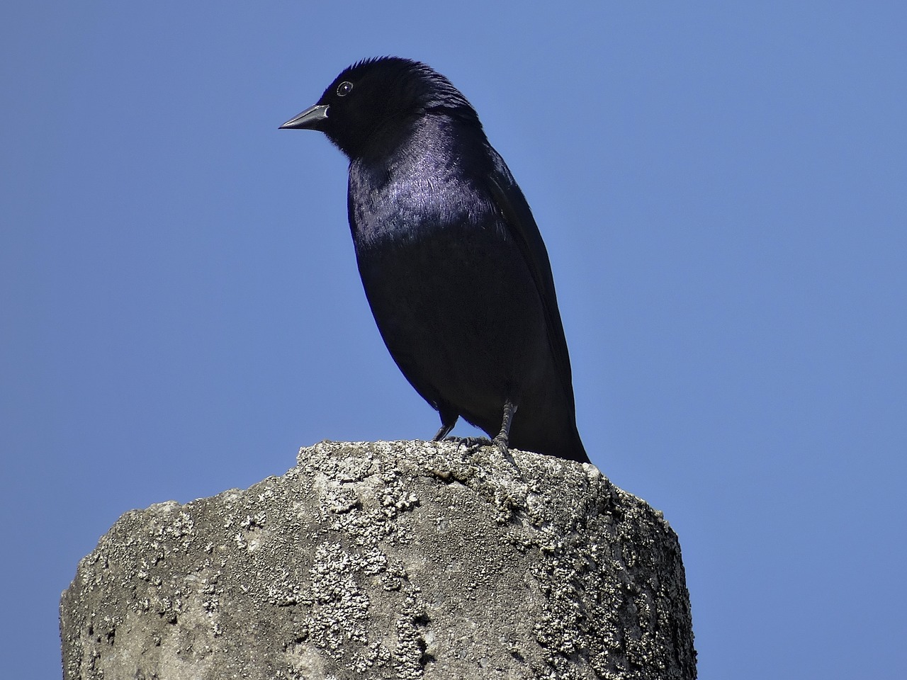 black bird grackle chopi blackbird free photo