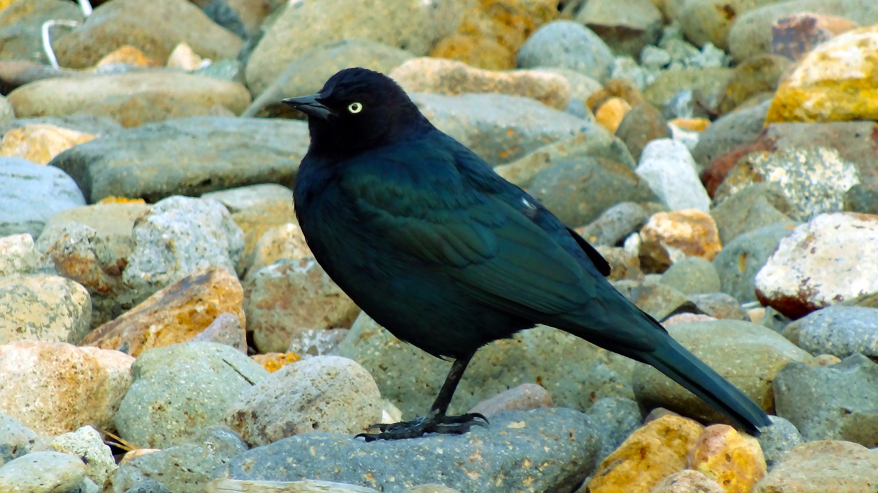 black bird black bird free photo