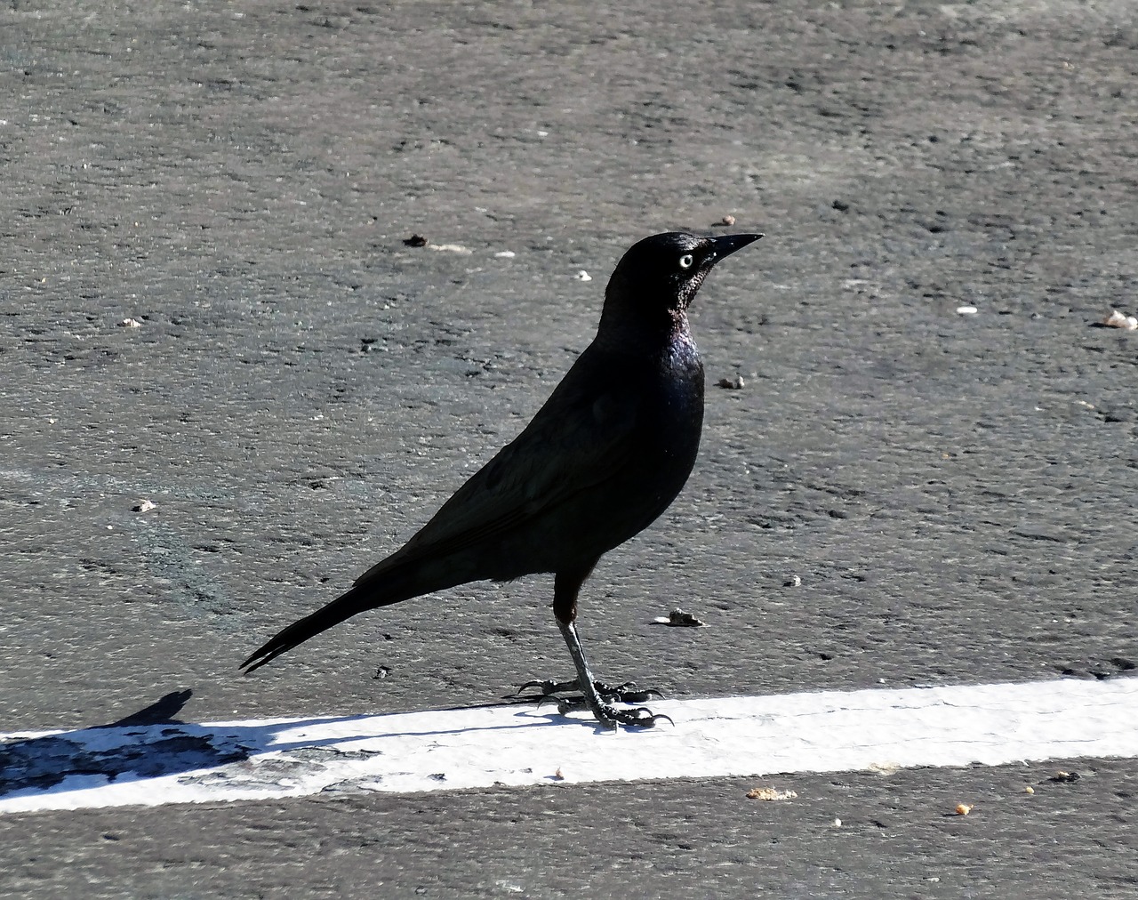 black bird black bird free photo