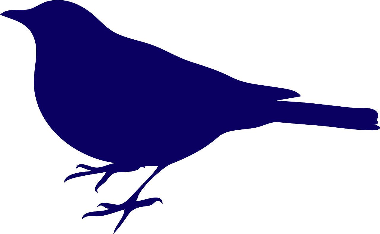 black bird blue silhouette free photo