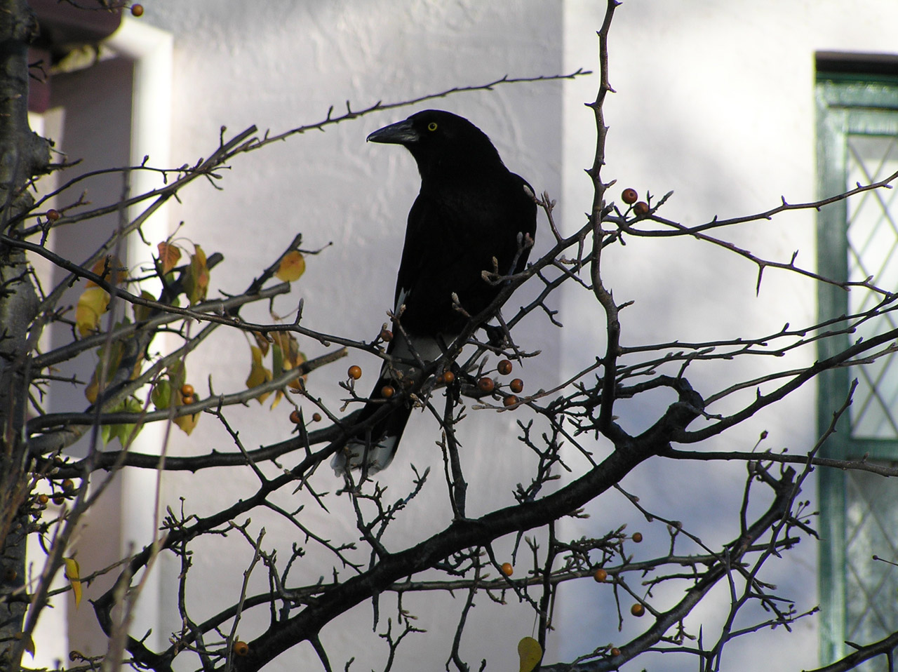 bird blackbird magpie free photo