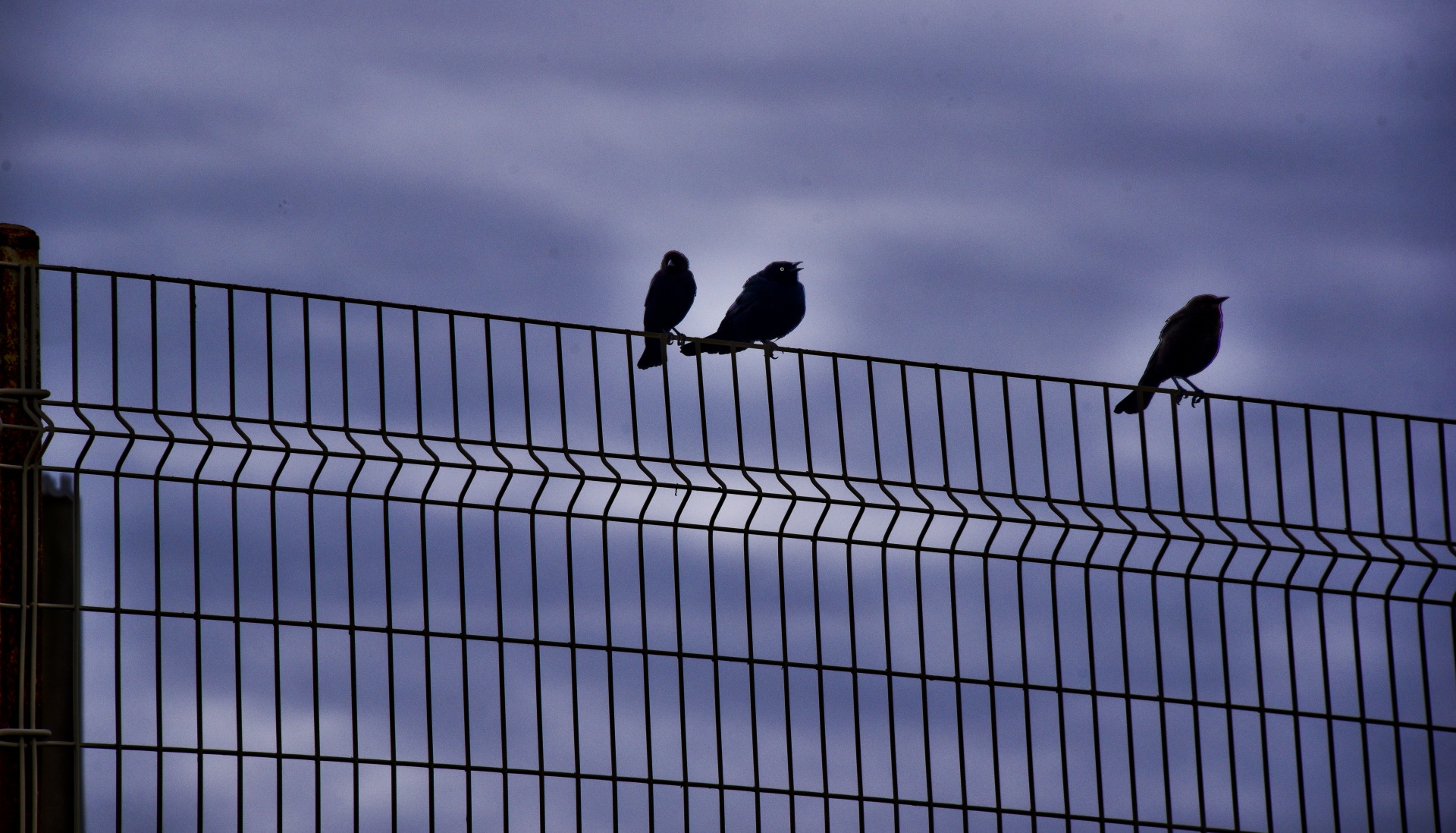 black birds silhouette fence free photo