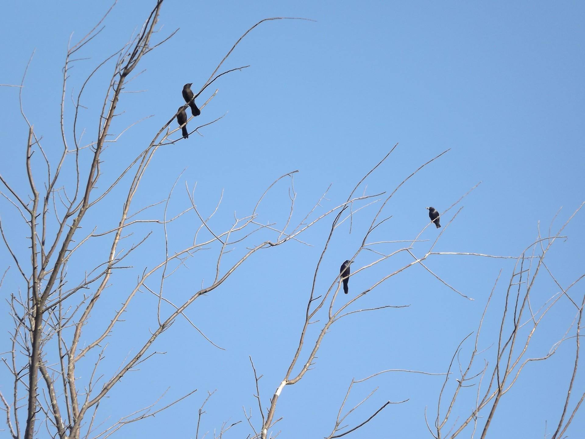 black birds tree free photo