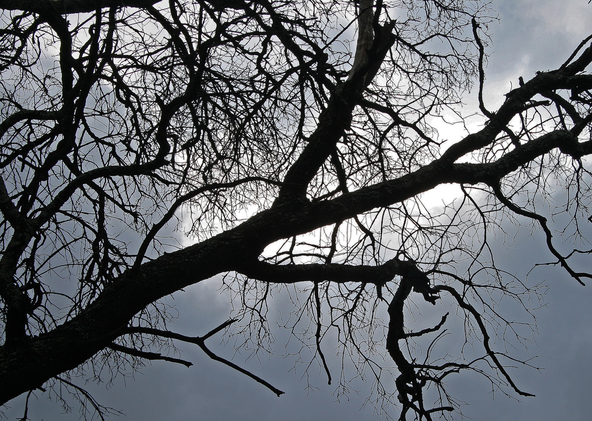 tree branches silhouette free photo