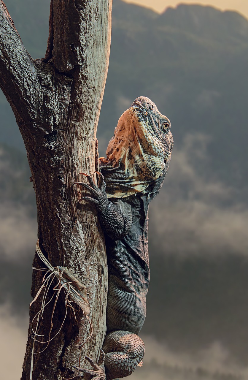 black breast iguana iguana ctenosaura melanosterna free photo