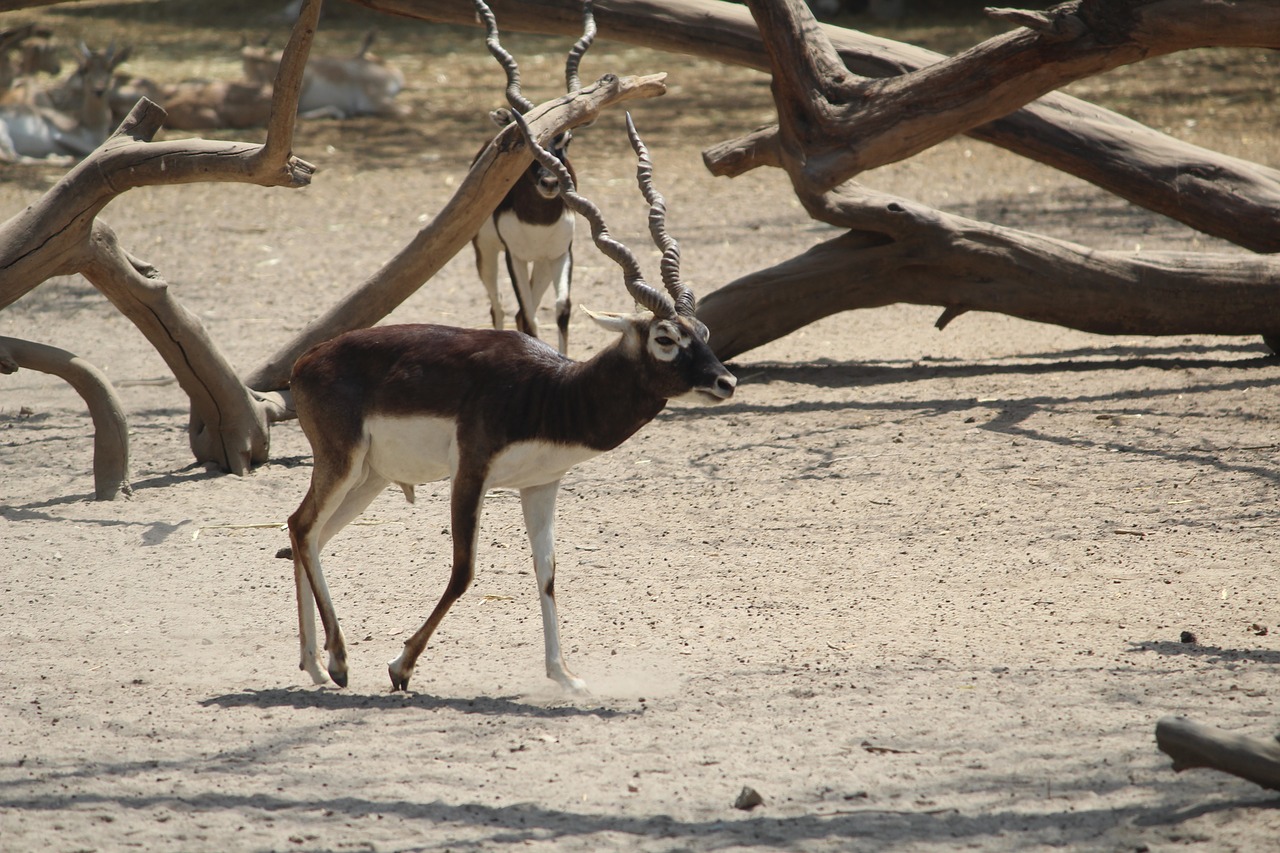 black buck musk deer deer free photo