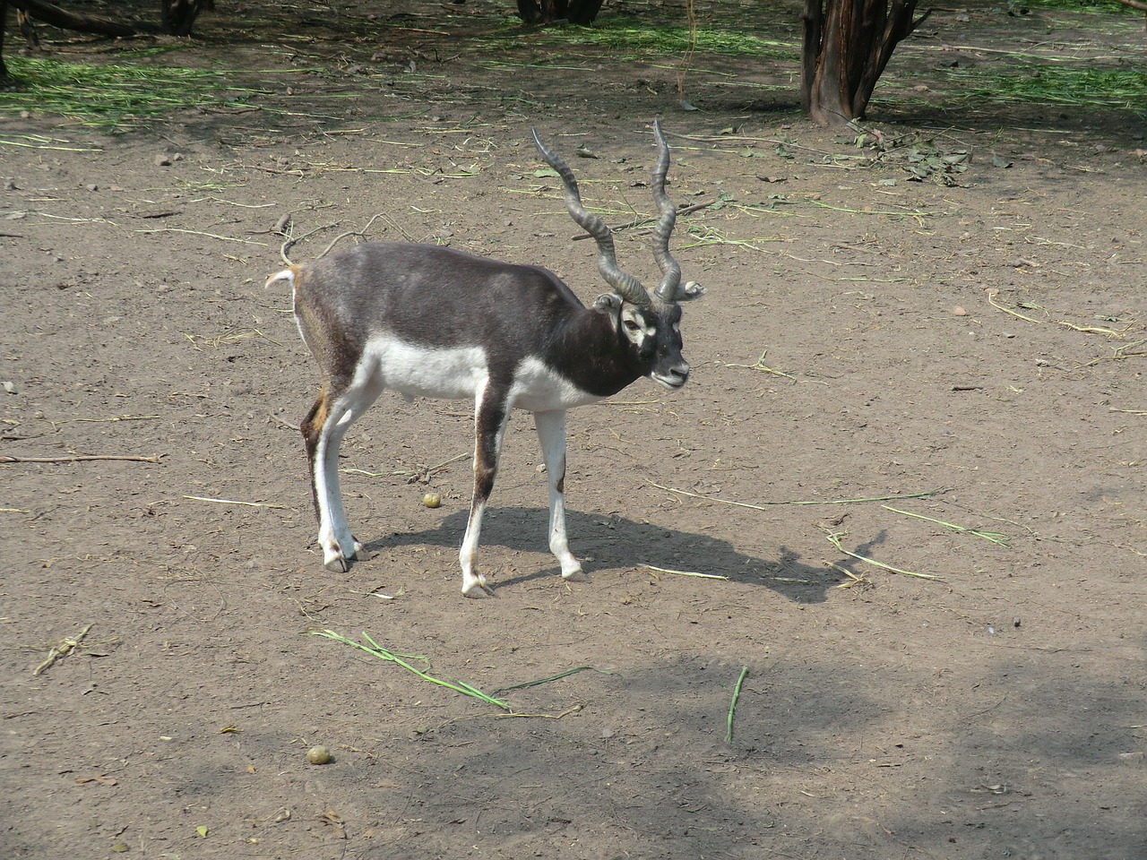 black buck antelope indian free photo