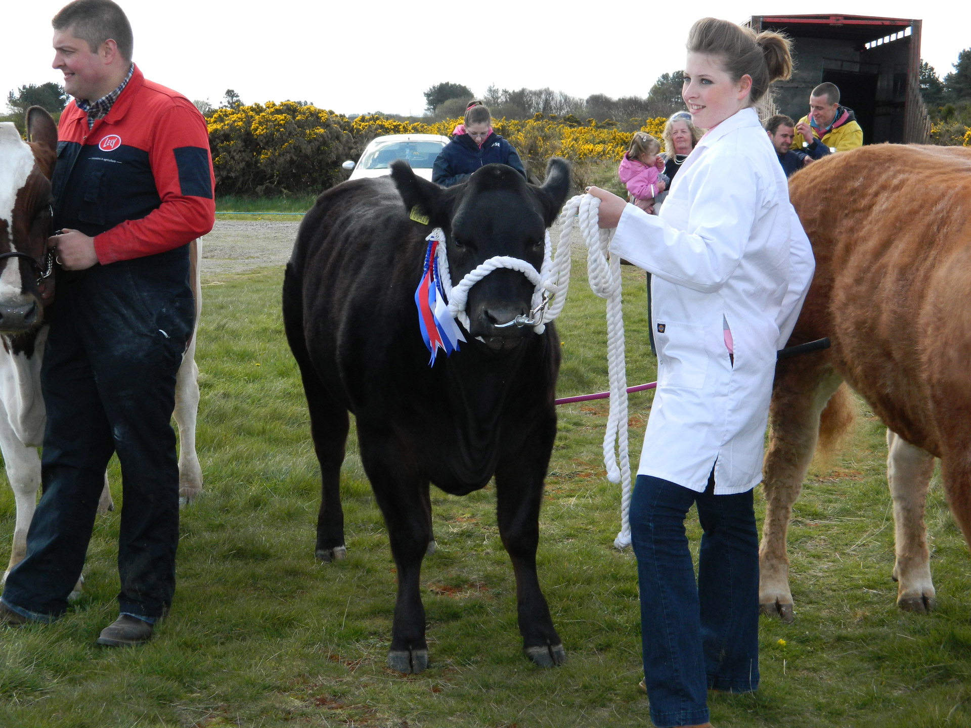 bull show black bull free photo