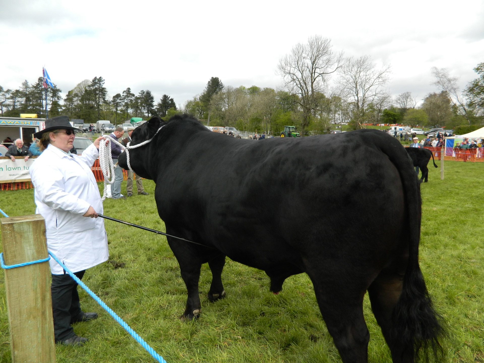 bull show black bull free photo