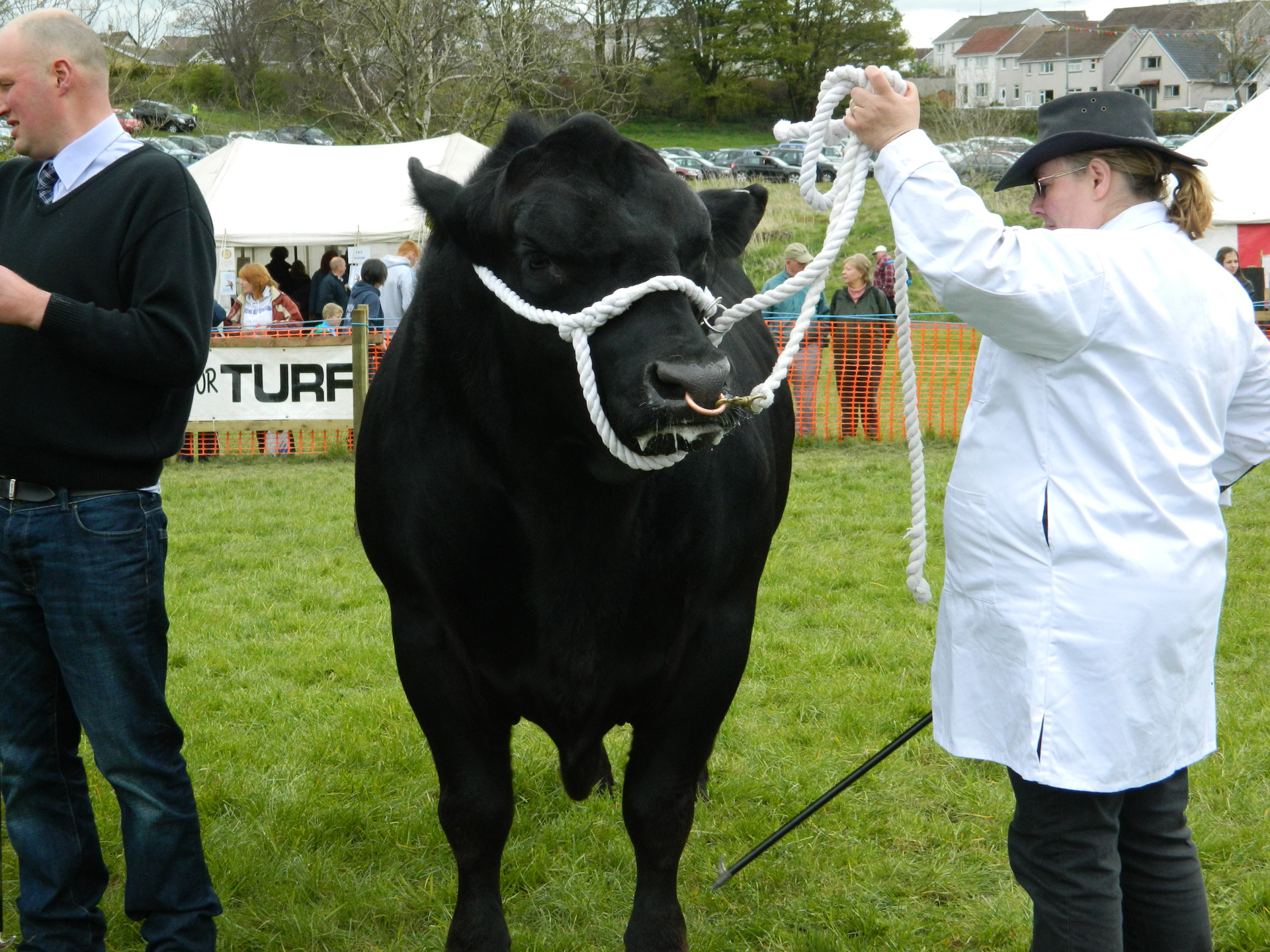 bull show black bull free photo