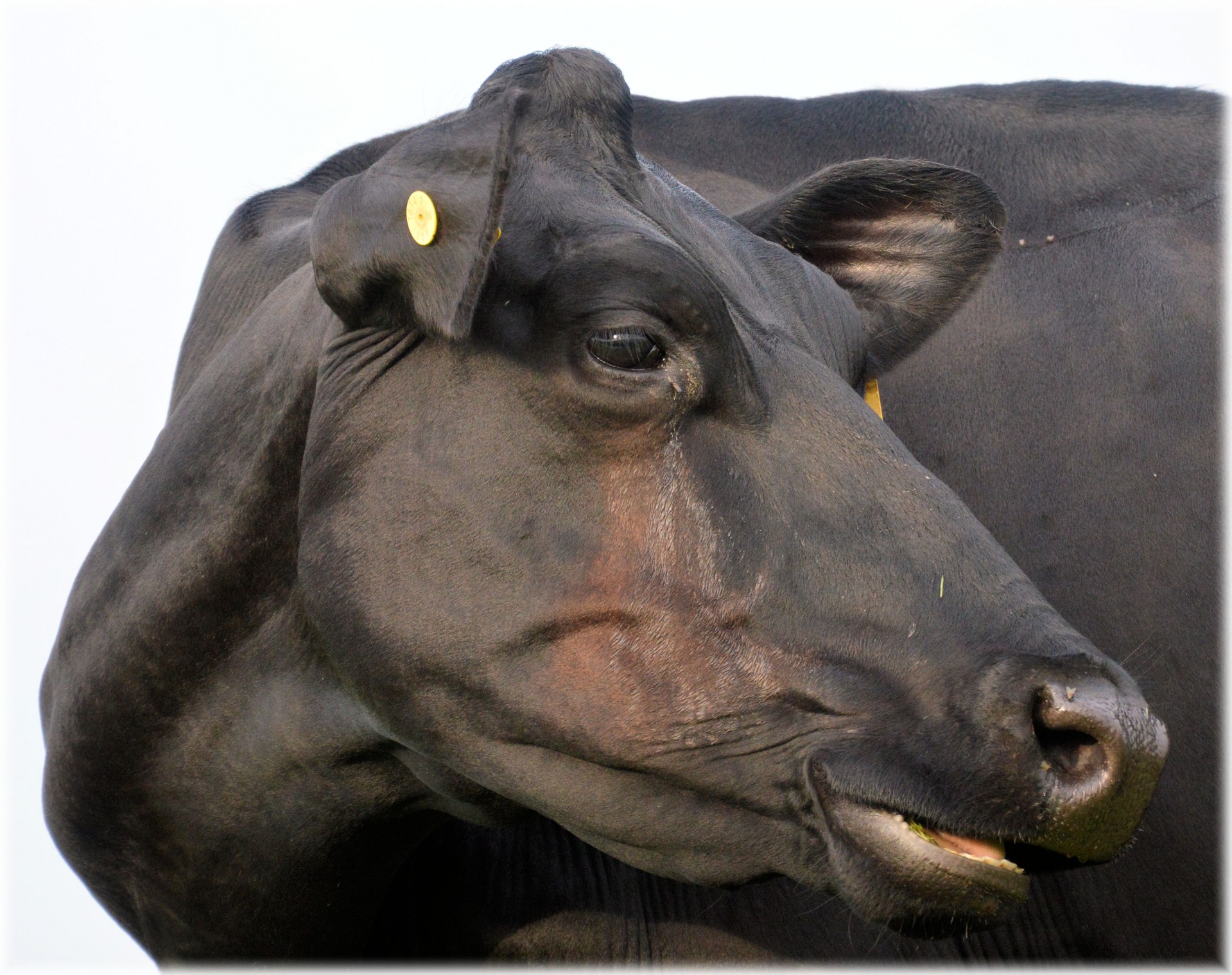 bull cattle black free photo