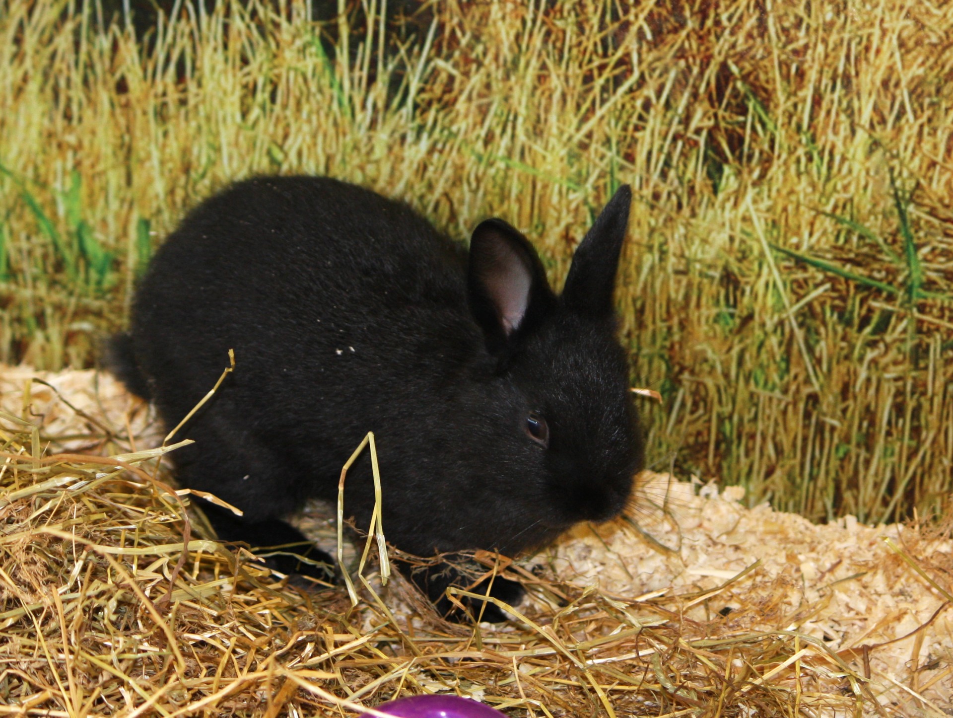 Black bunny фото