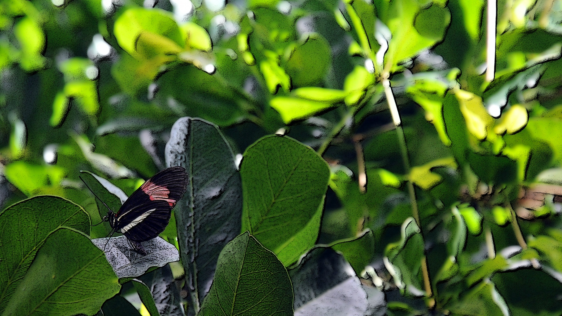 butterfly butterflies insect free photo