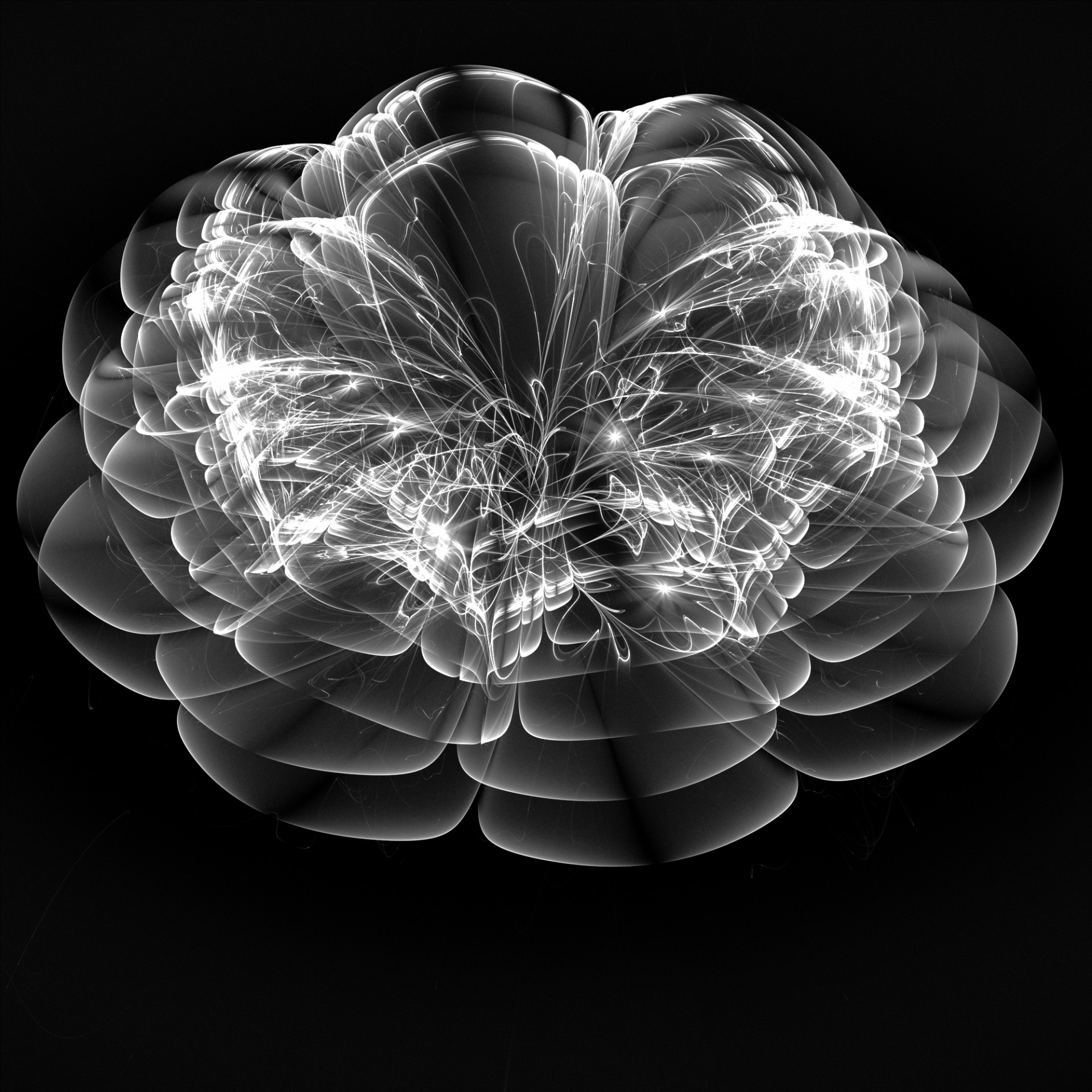 black fractal cabbage free photo