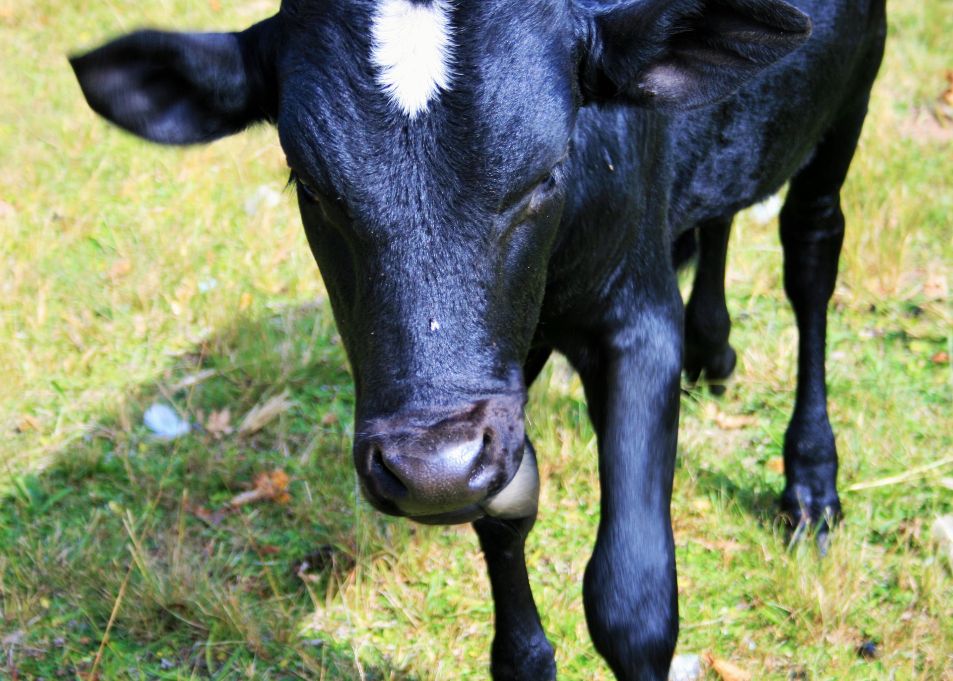bovine calf black free photo