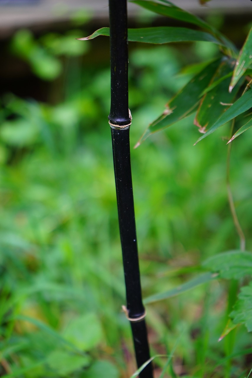 black cane bamboo stalk bamboo free photo