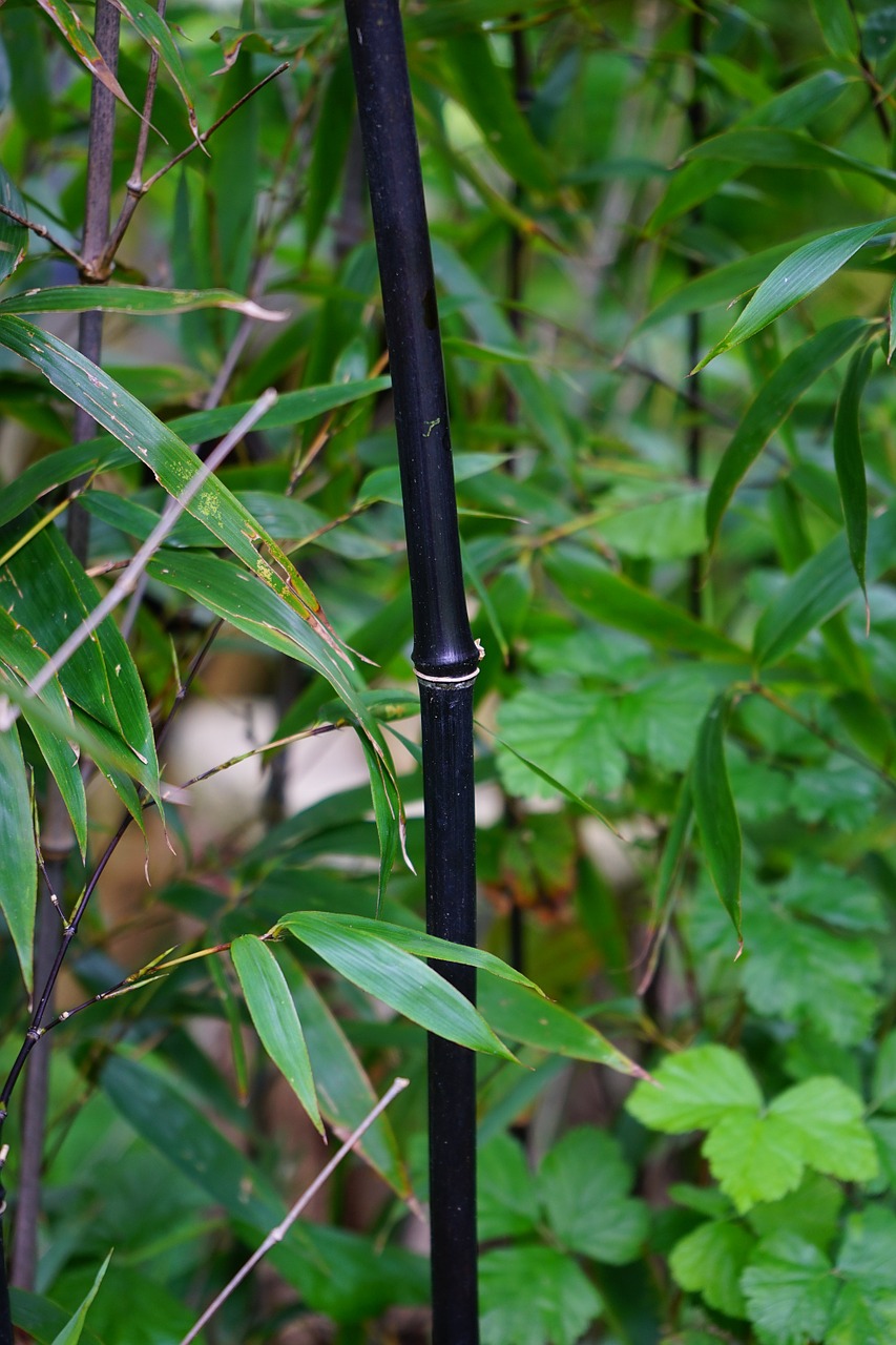 black cane bamboo stalk knot free photo