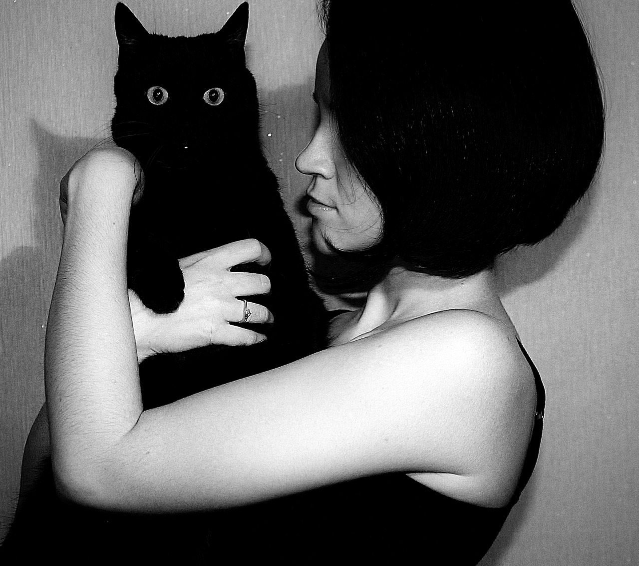 black cat cat man free photo