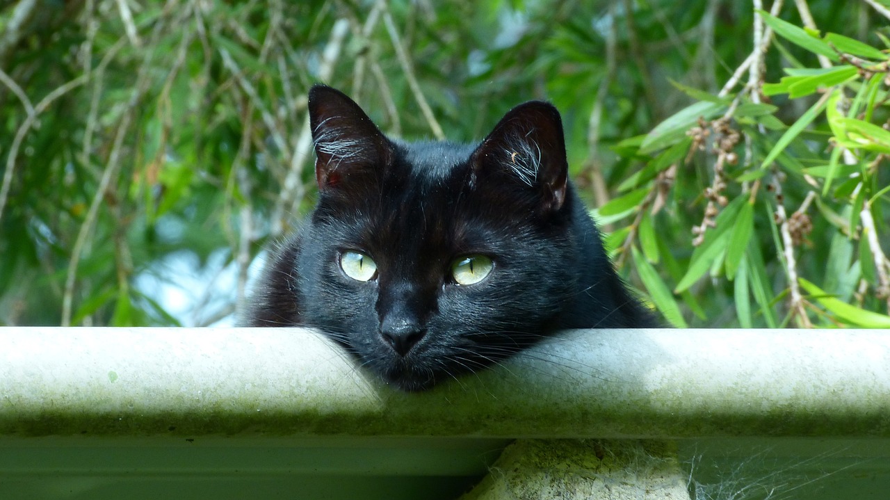 black cat eyes kitty free photo